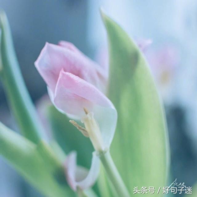 微信朋友圈最走心的爱情语录短句网络很流行很火!